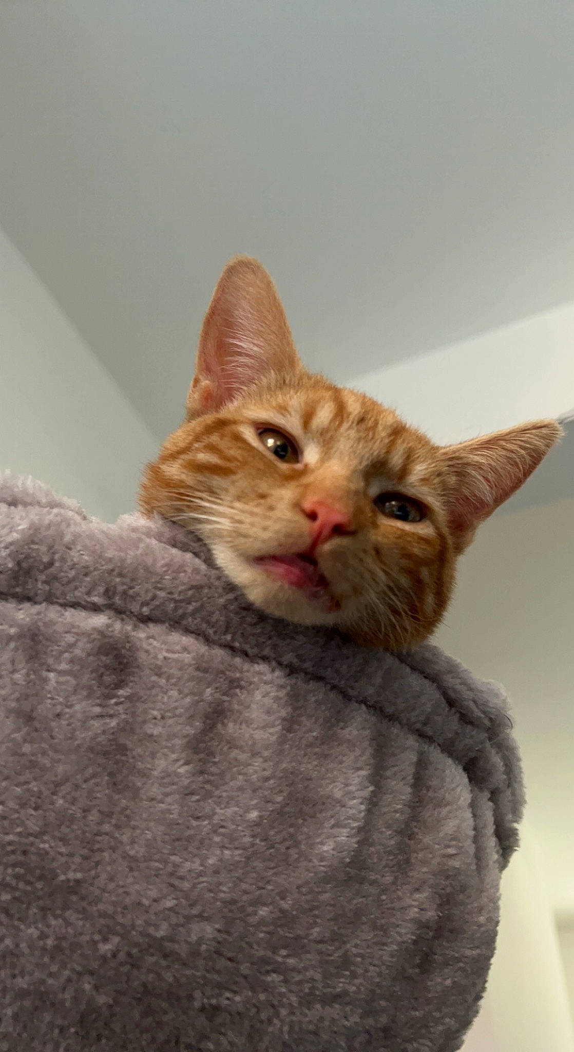 Garfield joined the competition — help win amazing prizes! carnivore, cat, claw, collar, comfort, domestic_short_haired_cat, ear, fawn, felidae, fur, small_to_medium_sized_cats, terrestrial_animal, whiskers, window, wood