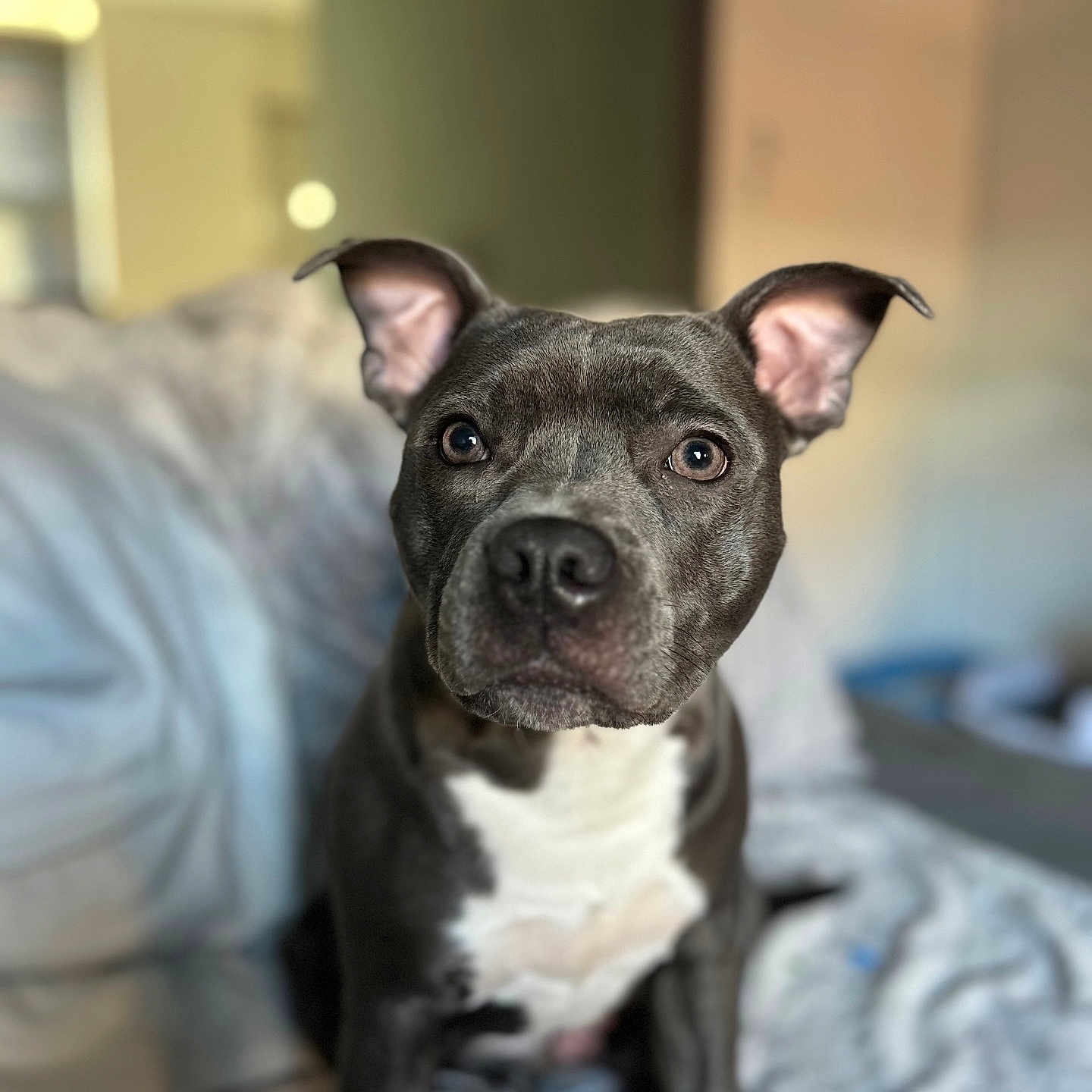 Nala joined the competition — help win amazing prizes! adult, animal, bed, bedroom, bostonbull, boxer, bulldog, canine, dog, face, frenchbulldog, head, indoors, male, man, person, pet, pitbull, puppy, snout
