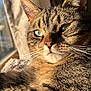 Doug joined the competition — help win amazing prizes! animal, cat, close_up, cute, domestic_cat, face, feline, fur, green_eyes, indoor, mammal, nature, pet, portrait, relaxed, sunlight, tabby_cat, warm_light, whiskers, window
