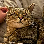 Doug is registered to the contest to win money with this photo: animal, blanket, cat, closeup, comfort, cozy, cute, domestic, ear, feline, fur, hand, indoor, pet, relaxing, resting, scratching, sleepy, tabby, whiskers