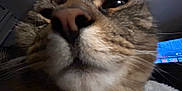 Doug is registered to the contest to win money with this photo: animal, blurred_background, cat, close_up, curious, dim_light, domestic_cat, face, feline, fur, indoor, muzzle, nose, pet, portrait, screen, tabby, technology, whisker_pad, whiskers
