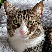 Loki is registered to the contest to win money with this photo: cat, tabby, green_eyes, pink_nose, close_up, fur, whiskers, pet, animal, mammal, indoor, blanket, soft_texture, relaxed, resting, portrait, cute, feline, domestic_cat, white_fur