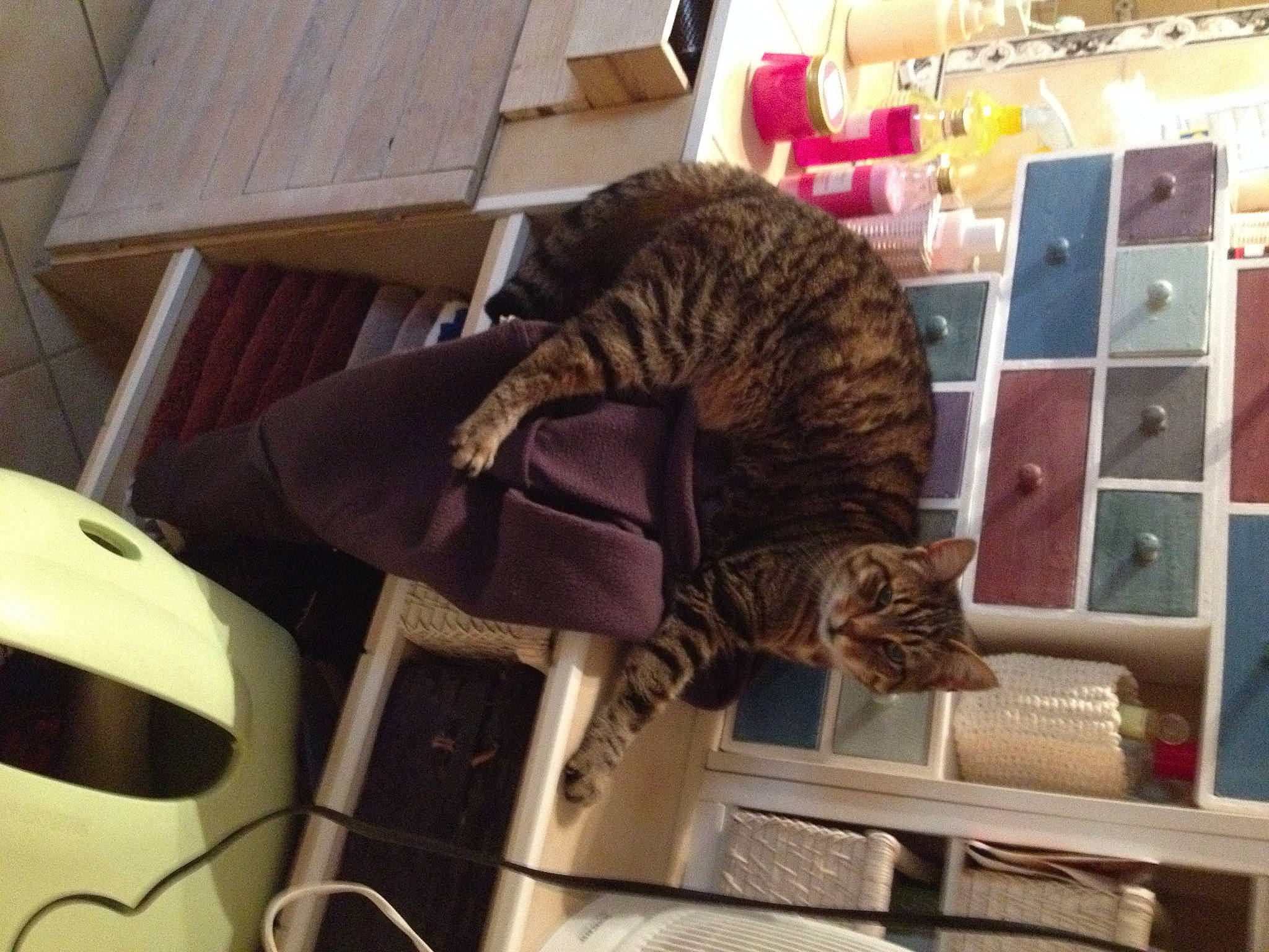 Boubouille participe au concours pour gagner de l'argent avec cette photo : bookcase, carnivore, cat, domestic_short_haired_cat, felidae, fur, hardwood, mammal, metal, personal_protective_equipment, publication, room, shelf, shelving, small_to_medium_sized_cats, sports_gear, tail, whiskers, wood