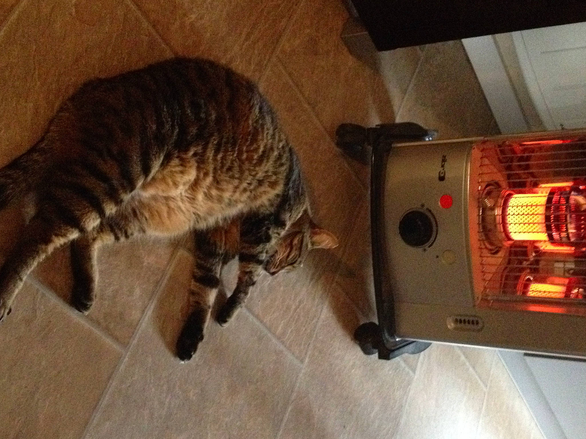 Boubouille a rejoint le concours — aidez-le/la à gagner de superbes lots ! carnivore, cat, domestic_short_haired_cat, felidae, floor, flooring, fur, gas, hardwood, machine, mammal, room, small_to_medium_sized_cats, tail, terrestrial_animal, vertebrate, whiskers, wood, wood_burning_stove, wood_flooring