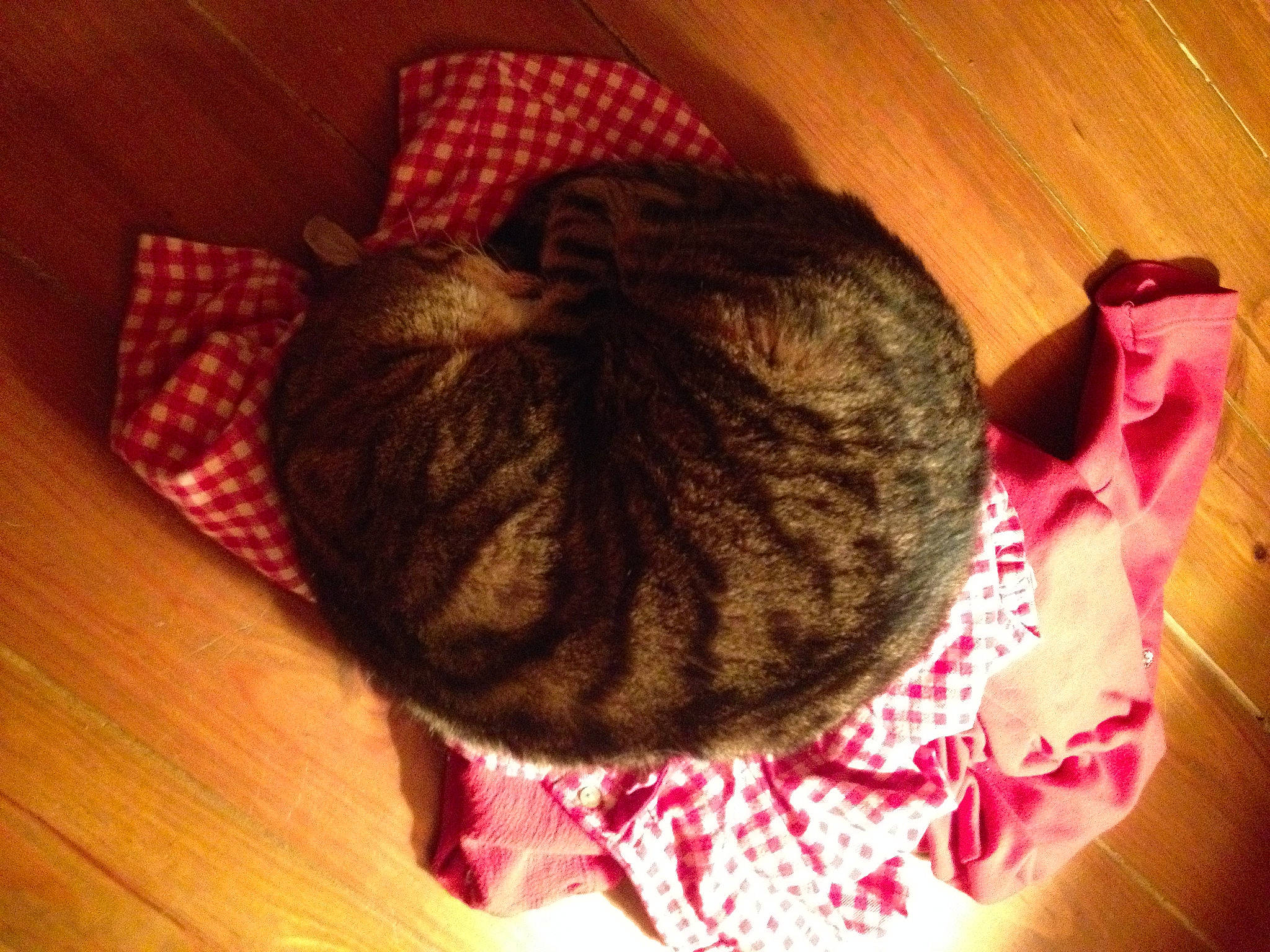 Boubouille a rejoint le concours — aidez-le/la à gagner de superbes lots ! brown, cat, comfort, fashion_accessory, felidae, flooring, fur, hardwood, linens, pattern, room, small_to_medium_sized_cats, tail, thread, varnish, whiskers, wood, wood_flooring, wool, woolen