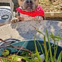 bandana, cactus, chair, closeup, curious, daylight, dog, face, garden, greenery, nature, outdoor, paws, pet, plant, shadow, stone, succulent, sunlight, table
