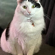Indy is registered to the contest to win money with this photo: animal, black_and_white, cat, charm, close_up, collar, cute, domestic_cat, feline, fluffy, fur, green_eyes, indoor, looking_at_camera, pet, portrait, relaxed, sitting, whiskers, white_cat