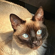 Meilee joined the competition — help win amazing prizes! cat, siamese_cat, blue_eyes, cream_fur, dark_fur, pet, animal, close_up, portrait, whiskers, ears, face, indoors, sunlight, dramatic_lighting, soft_fur, alert, sitting, cozy, photography