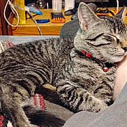 Hilda joined the competition — help win amazing prizes! cat, tabby_cat, sleeping, collar, bell, indoor, blanket, person_leg, furniture, wooden_surface, cozy, pet, relaxed, striped_fur, domestic_animal, resting, soft_texture, warm_lighting, household, close_up