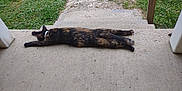Clementine is registered to the contest to win money with this photo: cat, tortoiseshell_cat, animal, pet, outdoor, porch, concrete, grass, steps, relaxed, stretching, collar, feline, daytime, nature, resting, side_view, calm, quiet, summer