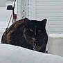 cat, snow, outdoor, animal, pet, collar, tag, white_building, vehicle_mirror, winter, feline, blurred, dark_fur, sitting, background, cold, daytime, nature, quiet, still