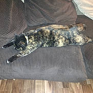 Clementine joined the competition — help win amazing prizes! cat, tortoiseshell_cat, stretching, couch, indoor, furniture, pet, relaxed, resting, animal, striped, wooden_floor, home, cozy, domestic, sleeping, tabby, living_room, paws, fur