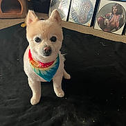 Princess joined the competition — help win amazing prizes! dog, pet, bandana, tie_dye, vinyl_records, dog_house, carpet, blanket, indoor, shoes, nike, music, record_album, fur, cute, animal, ears, face, groomed, sitting