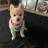 dog, pet, bandana, tie_dye, vinyl_records, dog_house, carpet, blanket, indoor, shoes, nike, music, record_album, fur, cute, animal, ears, face, groomed, sitting