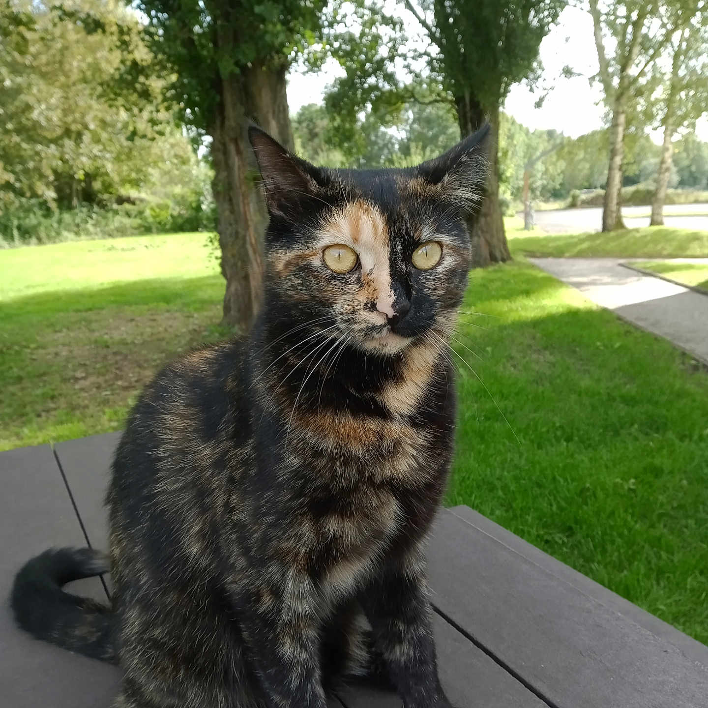 Choupette participe au concours pour gagner de l'argent avec cette photo : animal, cat, daylight, ears, feline, fur, grass, greenery, mammal, nature, outdoor, park, pet, picnic_table, sitting, tail, tortoiseshell_cat, trees, whiskers, yellow_eyes