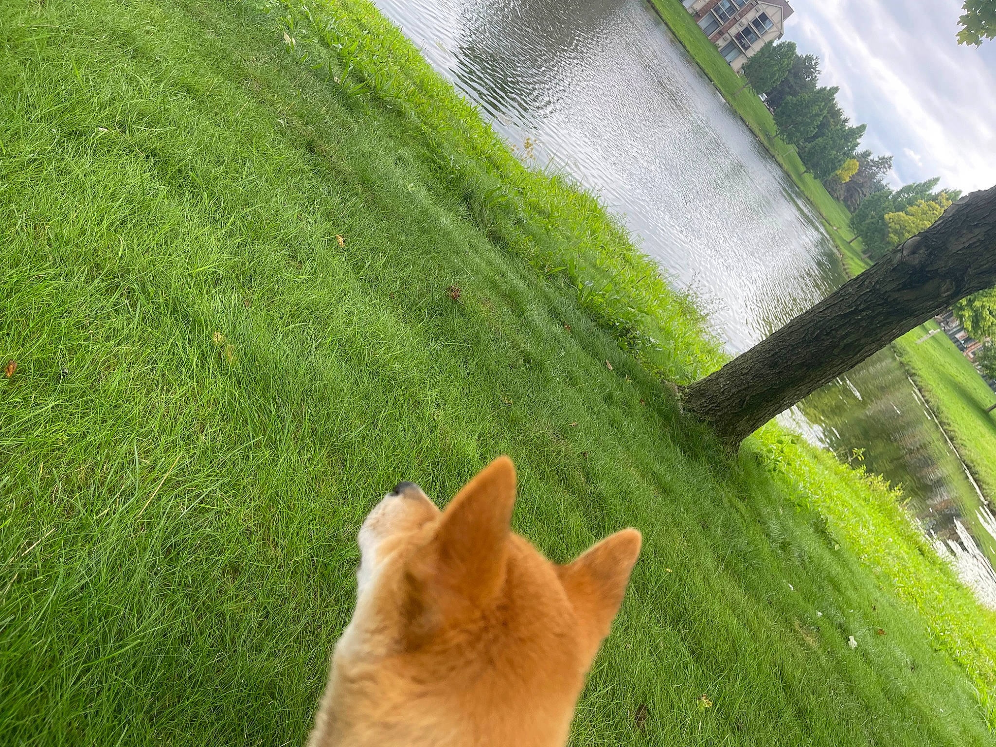 Hunni joined the competition — help win amazing prizes! carnivore, cat, companion_dog, dog_breed, fawn, felidae, flooring, grass, grass_family, grassland, lake, landscape, lawn, people_in_nature, plant, tail, tree, water, whiskers, wood