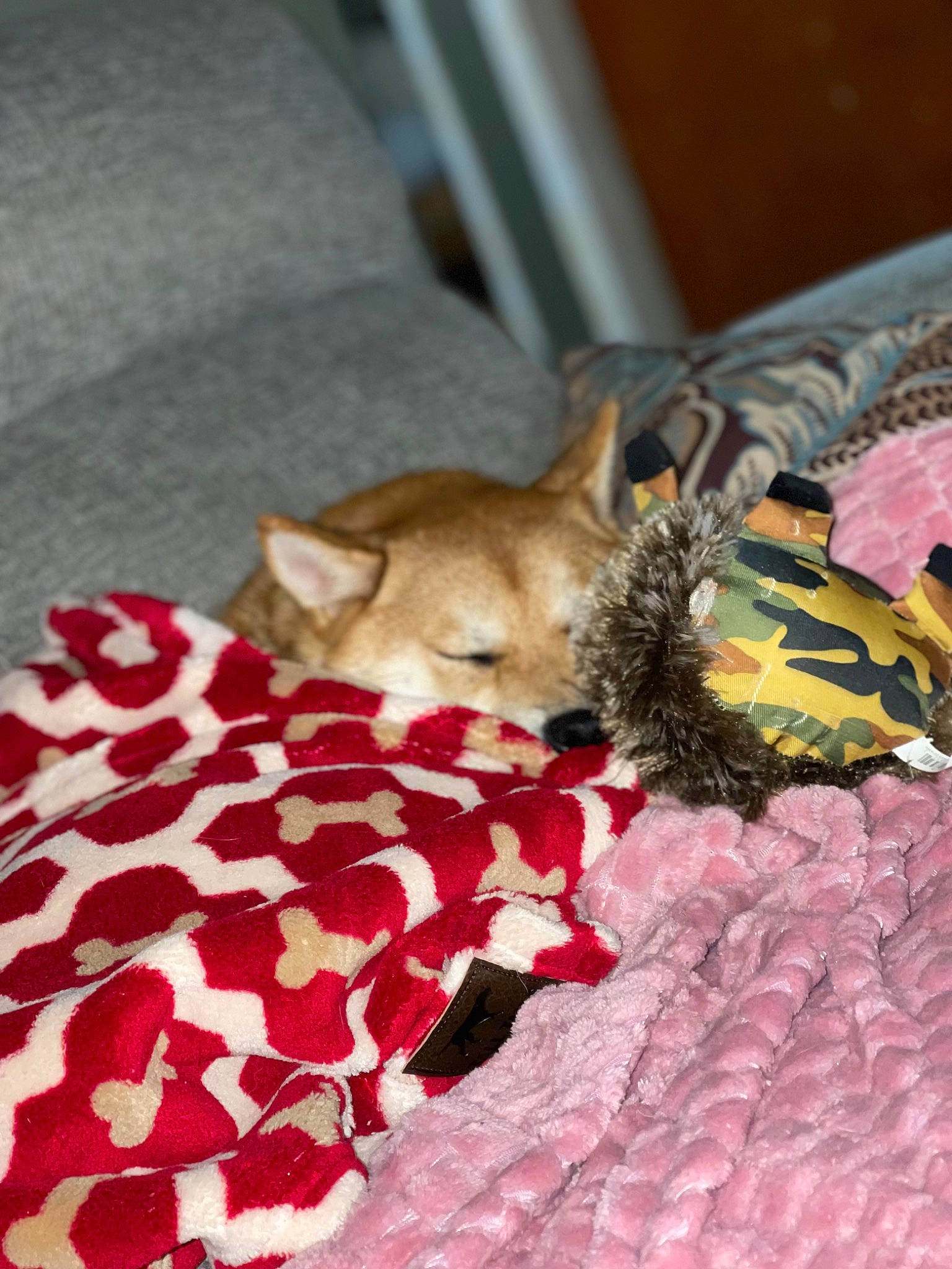 Hunni joined the competition — help win amazing prizes! bed, bed_sheet, bedding, canidae, carmine, carnivore, comfort, companion_dog, dog_breed, domestic_short_haired_cat, fawn, felidae, fur, linens, pattern, room, small_to_medium_sized_cats, tail, textile, whiskers