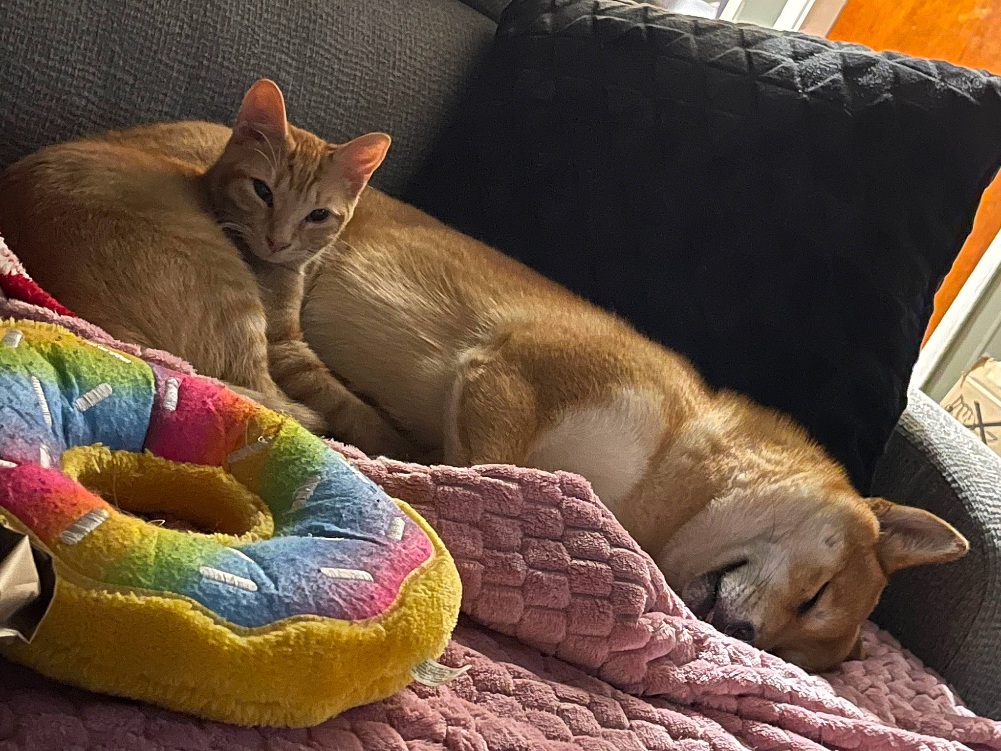 Hunni joined the competition — help win amazing prizes! bedding, carnivore, cat, cat_bed, cat_supply, comfort, couch, domestic_short_haired_cat, fawn, felidae, fur, linens, liver, paw, pillow, small_to_medium_sized_cats, terrestrial_animal, throw_pillow, whiskers, wildlife