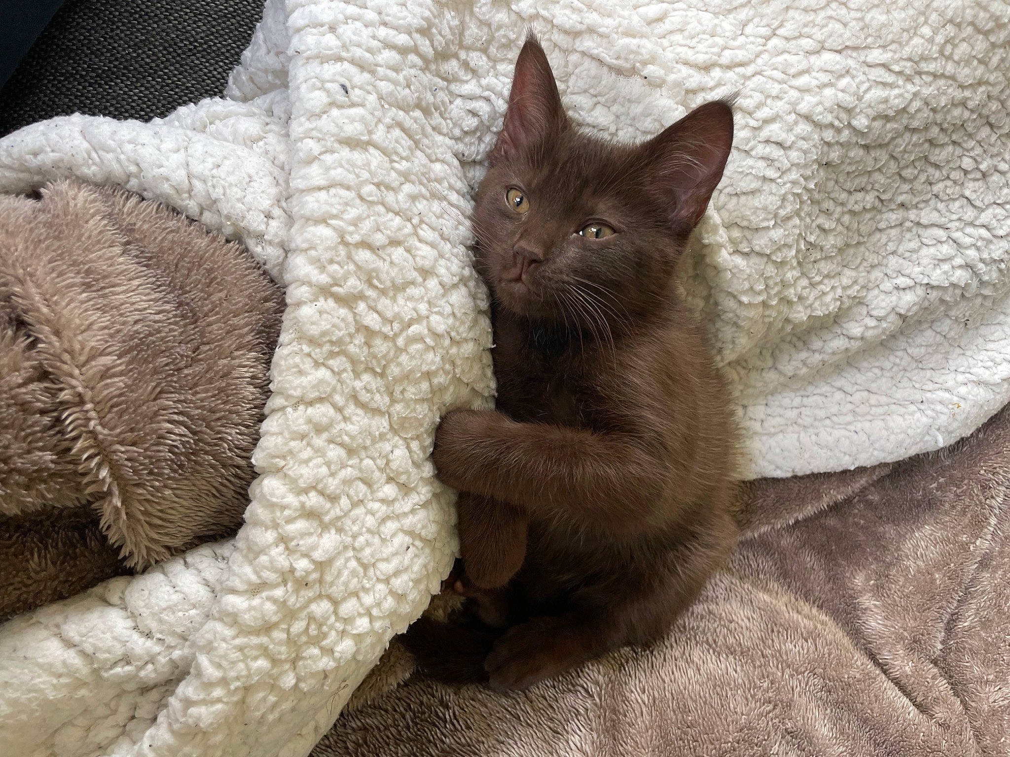 Tacos participe au concours pour gagner de l'argent avec cette photo : carnivore, cat, cat_bed, cat_supply, claw, comfort, domestic_short_haired_cat, fawn, felidae, fur, grey, linens, nap, paw, small_to_medium_sized_cats, snout, tail, terrestrial_animal, whiskers, woven_fabric