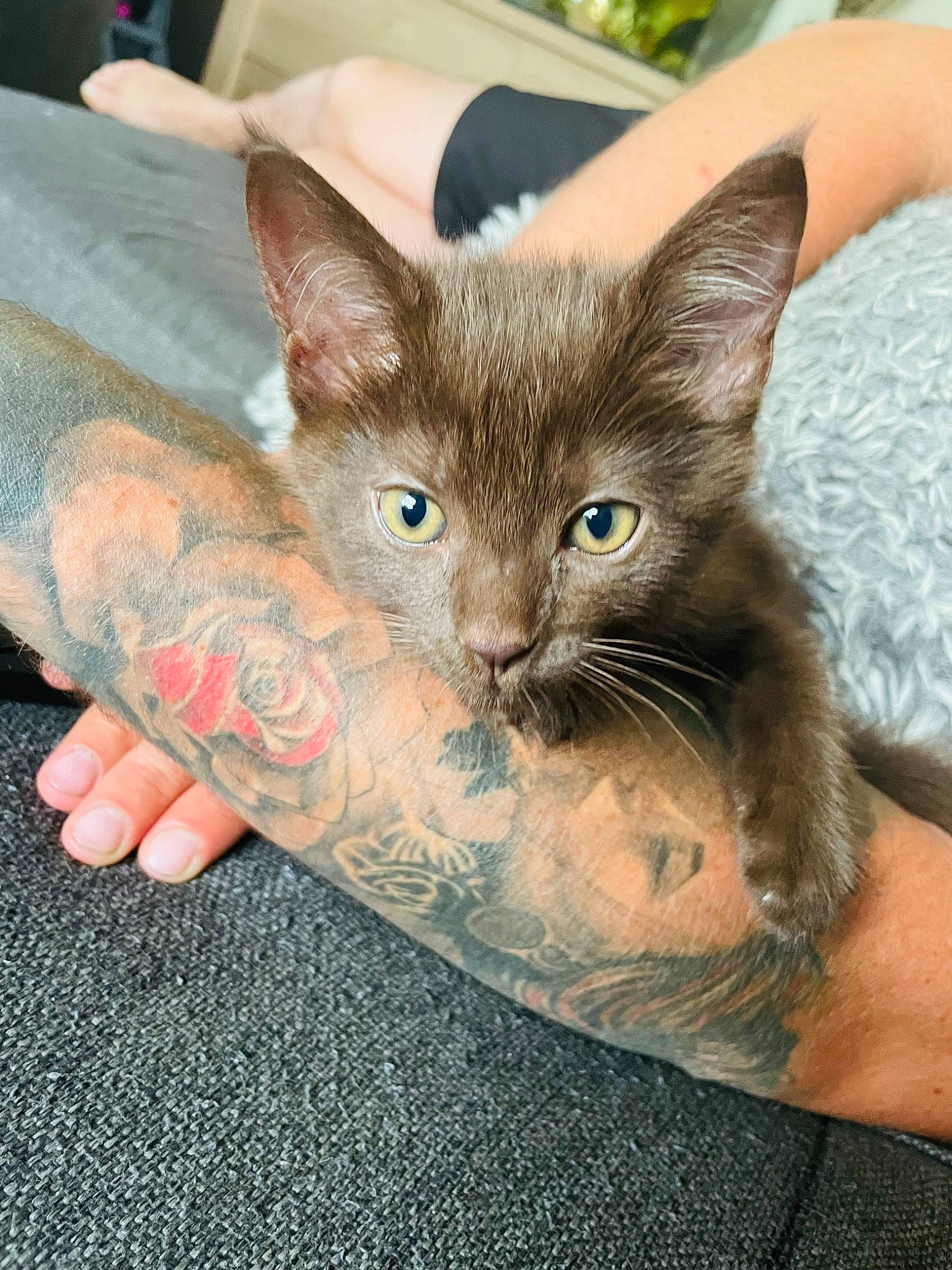 Tacos a rejoint le concours — aidez-le/la à gagner de superbes lots ! carnivore, cat, claw, comfort, domestic_short_haired_cat, ear, eye, fawn, felidae, finger, foot, fur, gesture, head, human_leg, paw, small_to_medium_sized_cats, snout, temporary_tattoo, whiskers