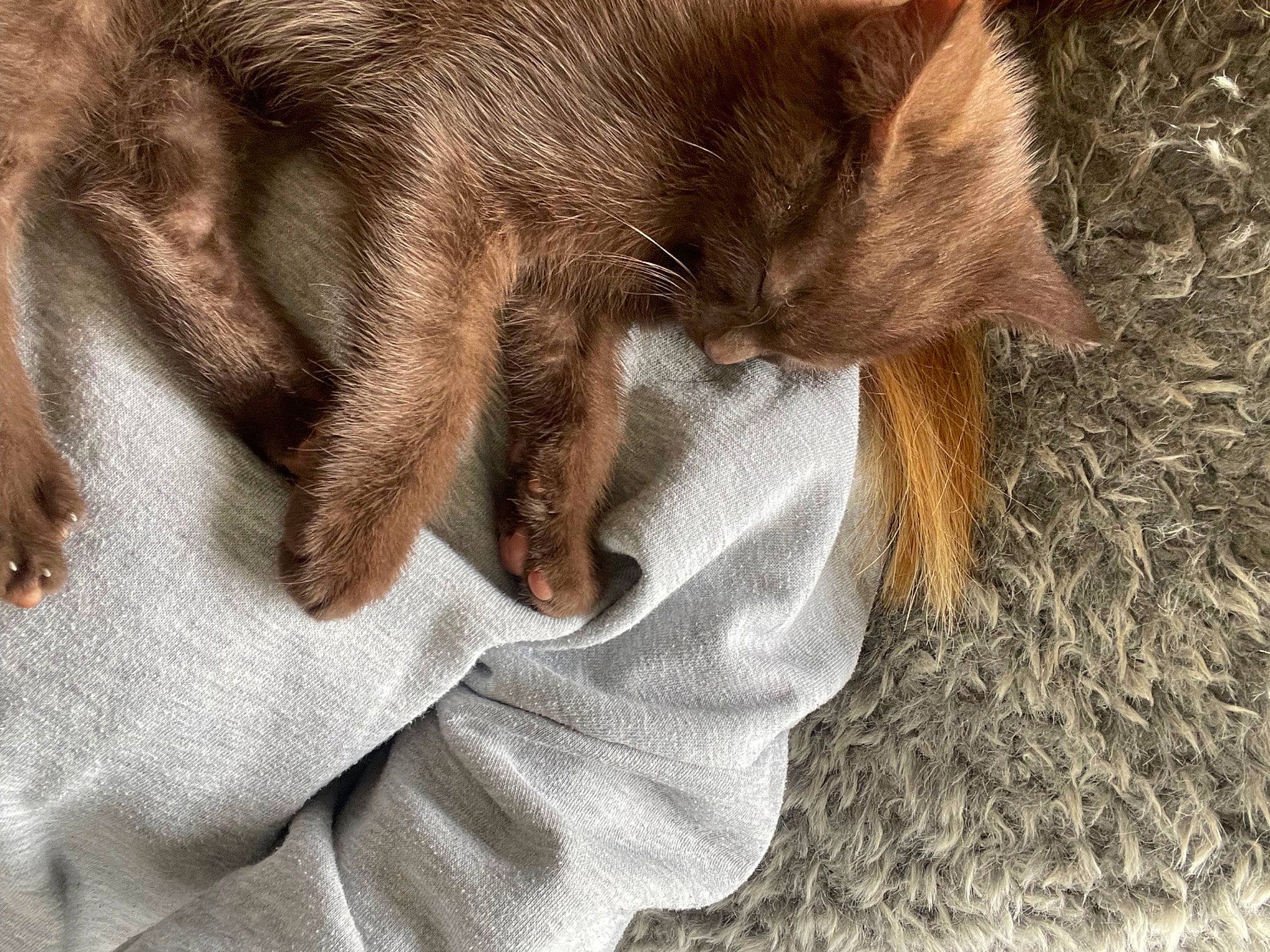 Tacos participe au concours pour gagner de l'argent avec cette photo : canidae, carnivore, cat, claw, comfort, companion_dog, dog_breed, domestic_short_haired_cat, felidae, foot, fur, gesture, liver, paw, small_to_medium_sized_cats, sporting_group, tail, terrestrial_animal, whiskers, wrinkle