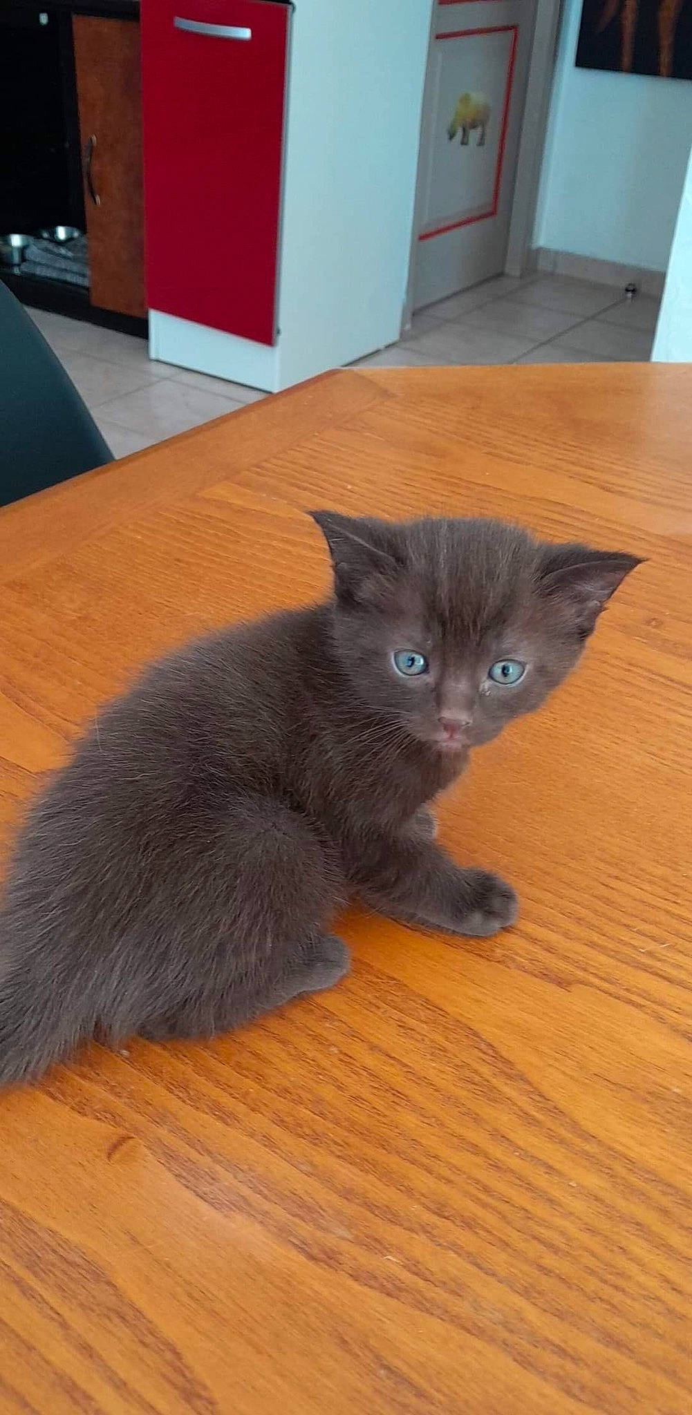 Tacos participe au concours pour gagner de l'argent avec cette photo : cabinetry, carnivore, cat, cat_toy, comfort, domestic_short_haired_cat, fawn, felidae, flooring, fur, grey, hardwood, laminate_flooring, russian_blue, small_to_medium_sized_cats, snout, tail, whiskers, wood, wood_flooring