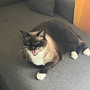 Funzy participe au concours pour gagner de l'argent avec cette photo : cat, siamese_cat, pet, animal, indoor, couch, gray_couch, whiskers, white_paws, feline, fur, relaxing, meowing, yawning, home, domestic_cat, cute, paw, resting, living_room