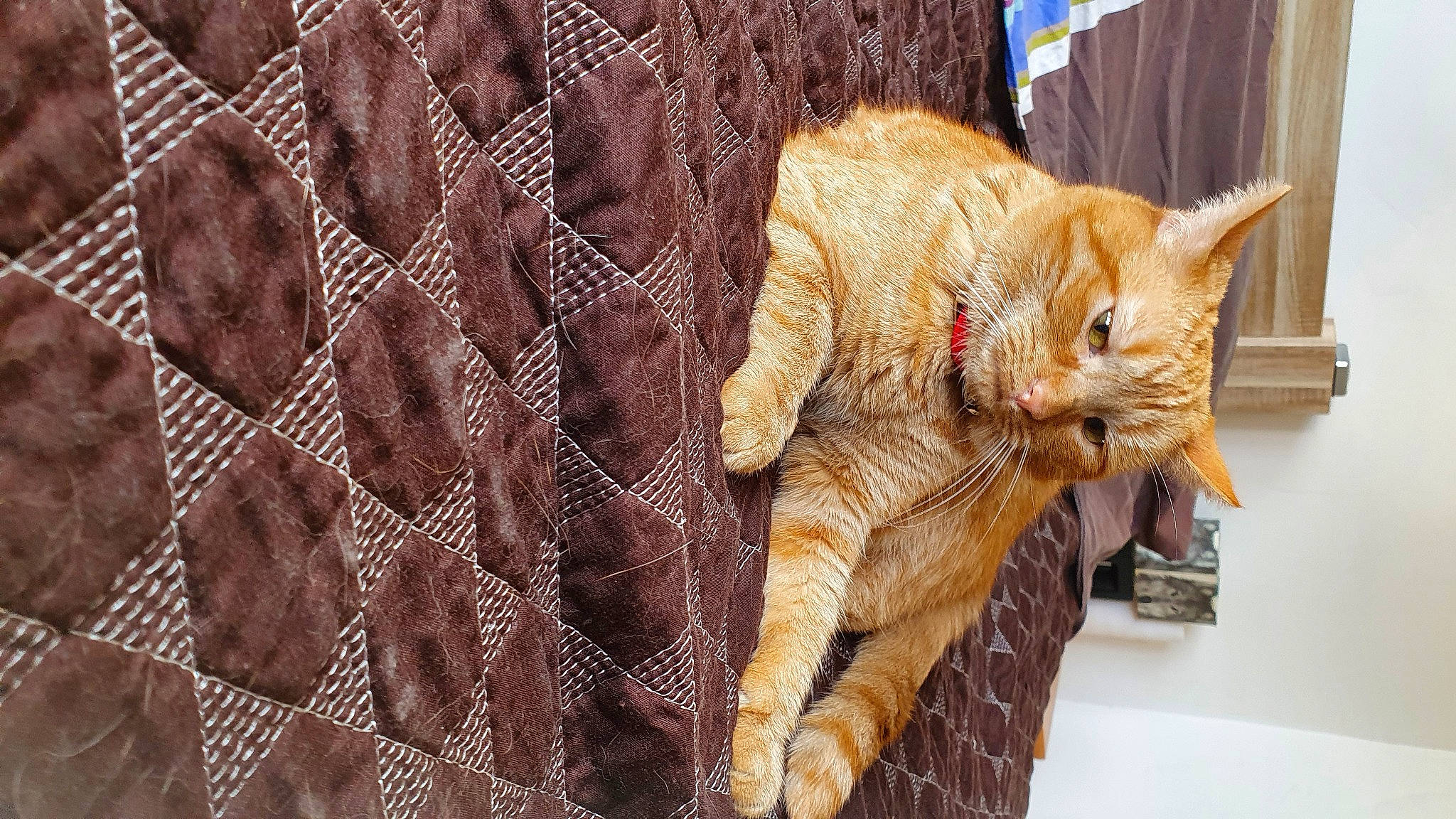 Perle a rejoint le concours — aidez-le/la à gagner de superbes lots ! brown, carnivore, cat, claw, close_up, comfort, domestic_short_haired_cat, fawn, felidae, fur, linens, orange, pattern, peach, sleeve, small_to_medium_sized_cats, tail, textile, whiskers, wood