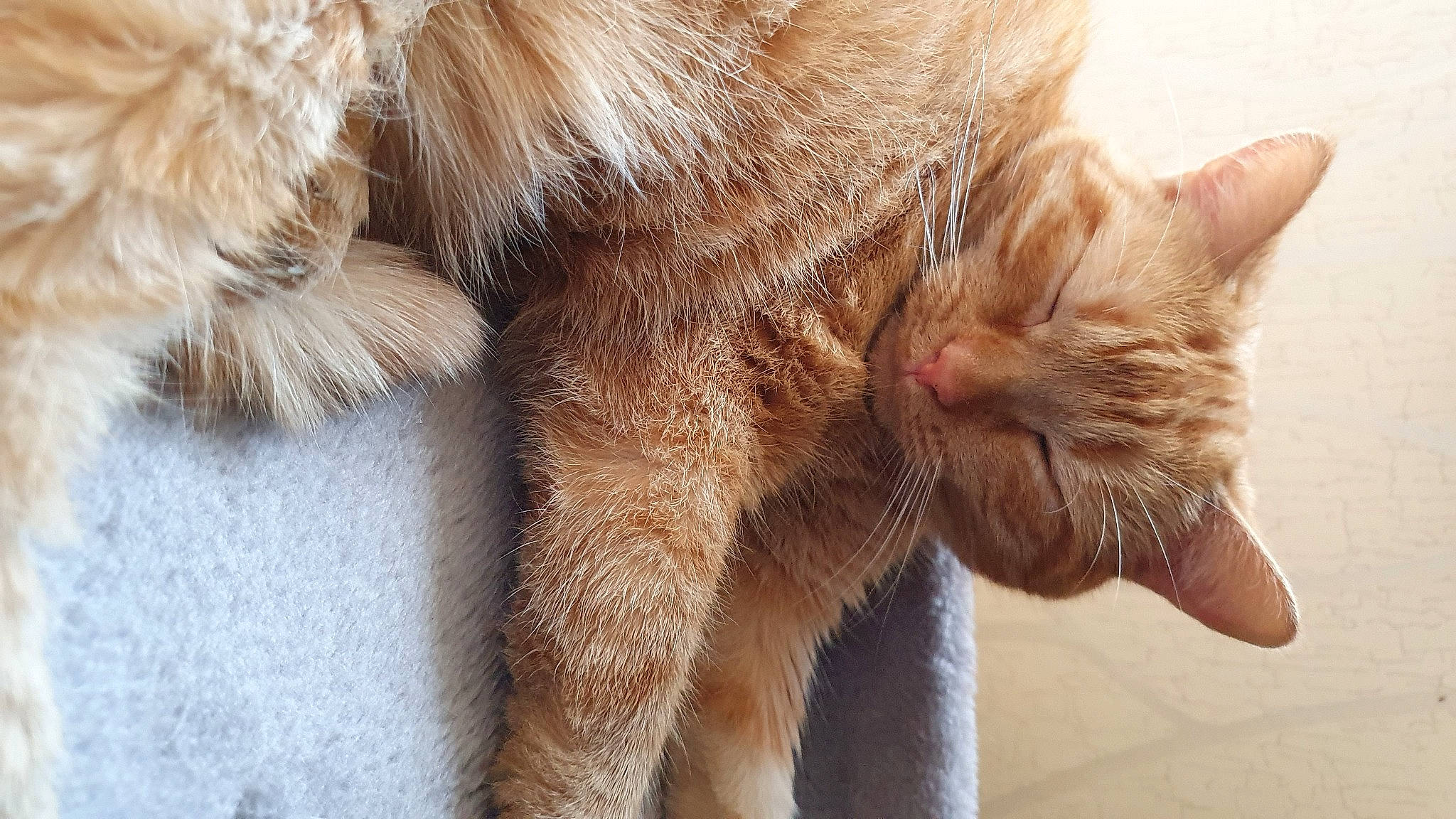 Perle participe au concours pour gagner de l'argent avec cette photo : carnivore, cat, claw, close_up, domestic_short_haired_cat, fawn, felidae, fur, liver, paw, small_to_medium_sized_cats, snout, tail, terrestrial_animal, whiskers, wood