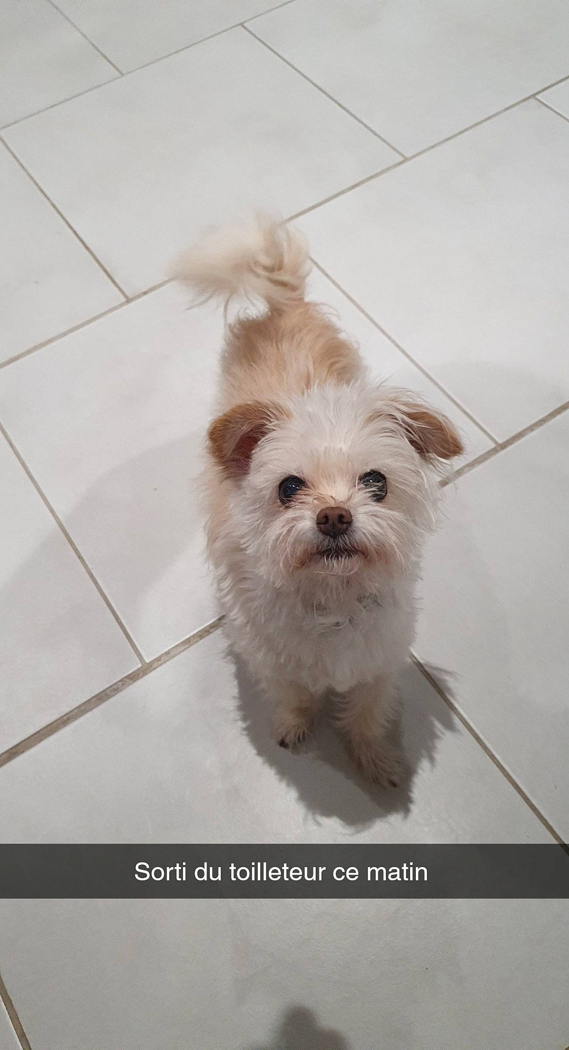 Chonchon participe au concours pour gagner de l'argent avec cette photo : biewer_terrier, canidae, carnivore, companion_dog, dog, dog_breed, dog_supply, fawn, fur, liver, maltepoo, non_sporting_group, small_terrier, snout, sporting_group, terrestrial_animal, terrier, tile_flooring, toy_dog, working_animal