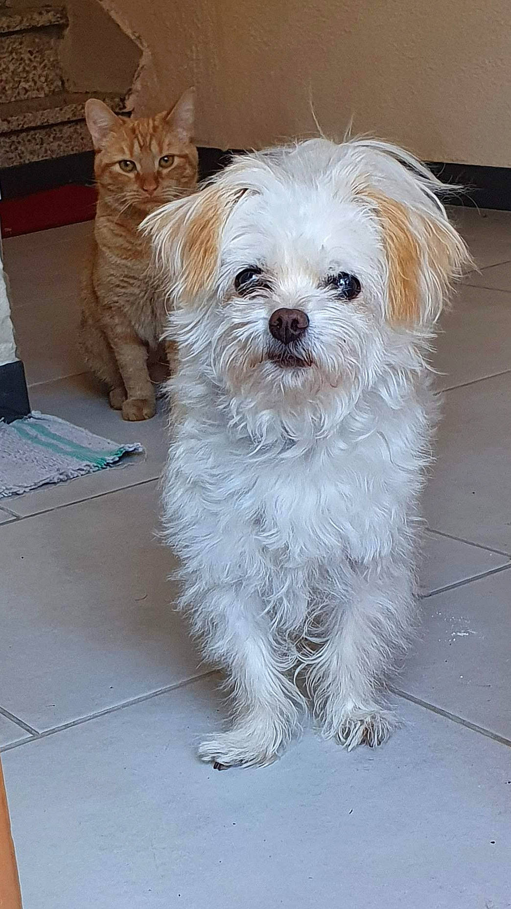 Chonchon a rejoint le concours — aidez-le/la à gagner de superbes lots ! carnivore, cat, cockapoo, companion_dog, dog, dog_breed, dog_supply, flooring, fur, non_sporting_group, poodle_crossbreed, puppy_love, shih_poo, small_terrier, sporting_group, terrier, tibetan_terrier, toy_dog, whiskers, working_animal