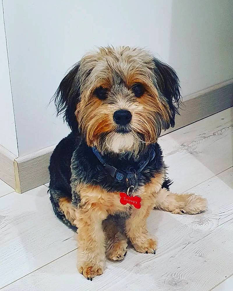 Snoopy participe au concours pour gagner de l'argent avec cette photo : biewer_terrier, canidae, carnivore, companion_dog, corn_on_the_cob, dog, dog_breed, dog_supply, fur, ingredient, liver, puppy, small_terrier, snout, sporting_group, terrier, toy_dog, water_dog, working_animal, yorkipoo