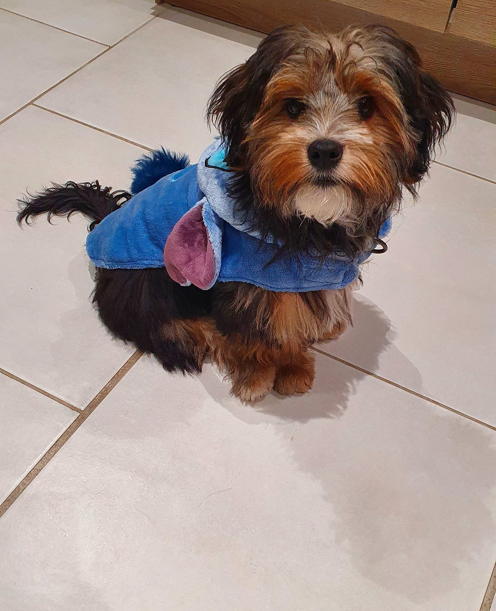 Snoopy participe au concours pour gagner de l'argent avec cette photo : carnivore, collar, companion_dog, dog, dog_breed, dog_clothes, dog_collar, dog_supply, electric_blue, fashion_accessory, flooring, fur, leash, liver, pet_supply, small_terrier, snout, terrier, toy_dog, working_animal