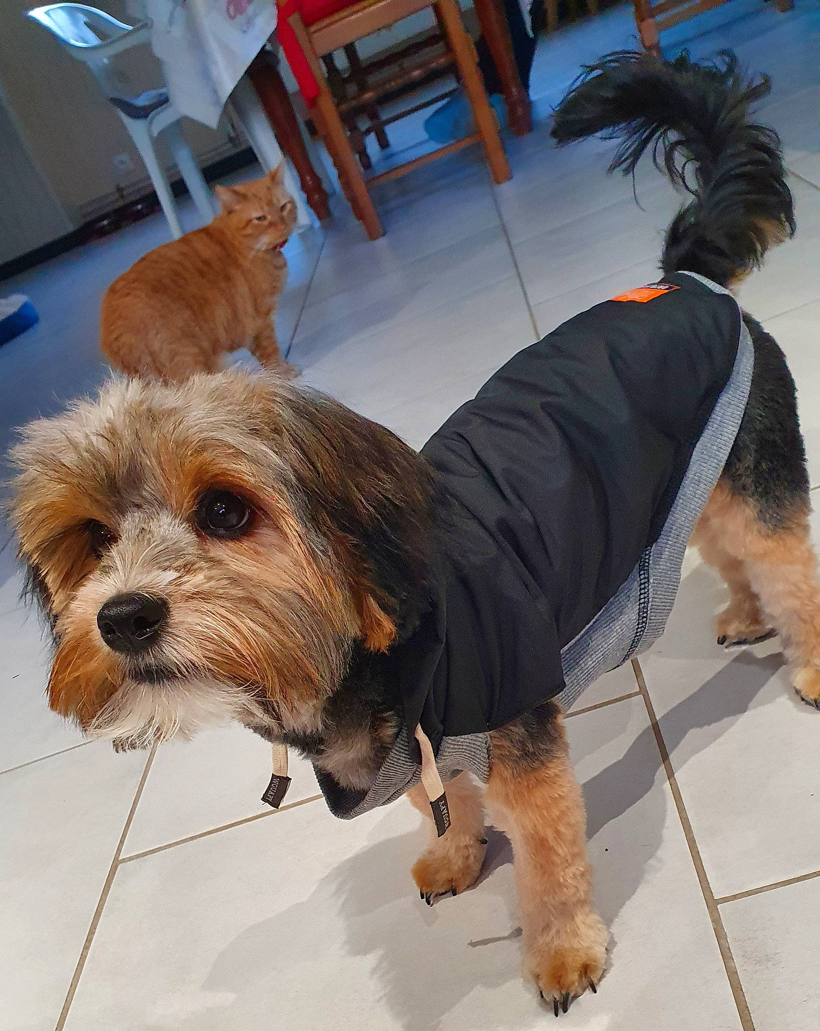 Snoopy a rejoint le concours — aidez-le/la à gagner de superbes lots ! canidae, carnivore, chair, collar, companion_dog, dog, dog_breed, dog_clothes, dog_collar, dog_supply, fashion_accessory, flooring, fur, pet_supply, small_terrier, snout, sporting_group, terrier, toy_dog, working_animal