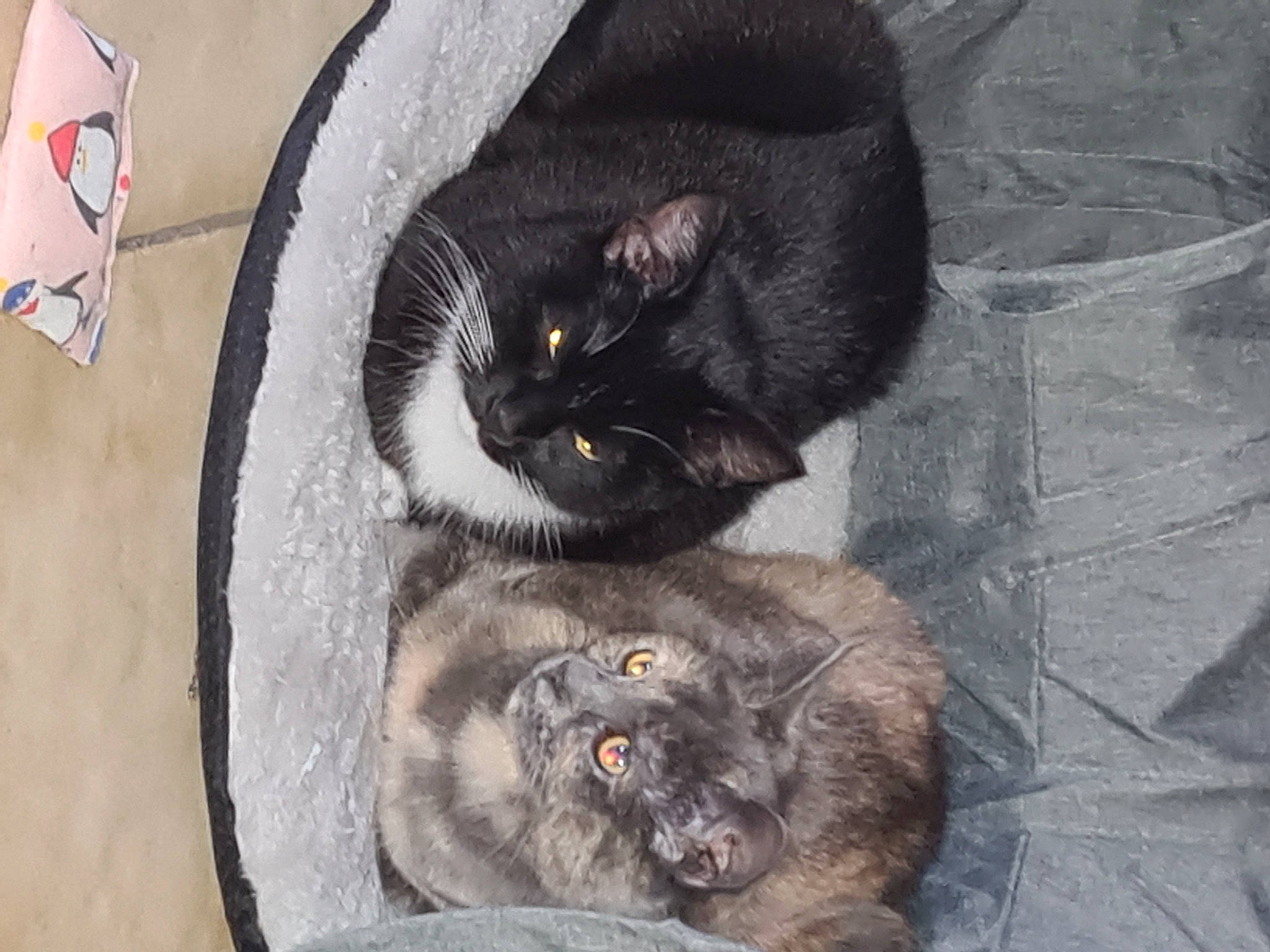 Tao Et Zen a rejoint le concours — aidez-le/la à gagner de superbes lots ! black_cat, bombay, carmine, carnivore, cat, claw, comfort, dog_breed, domestic_short_haired_cat, felidae, fur, grey, paw, small_to_medium_sized_cats, snout, tail, terrestrial_animal, whiskers