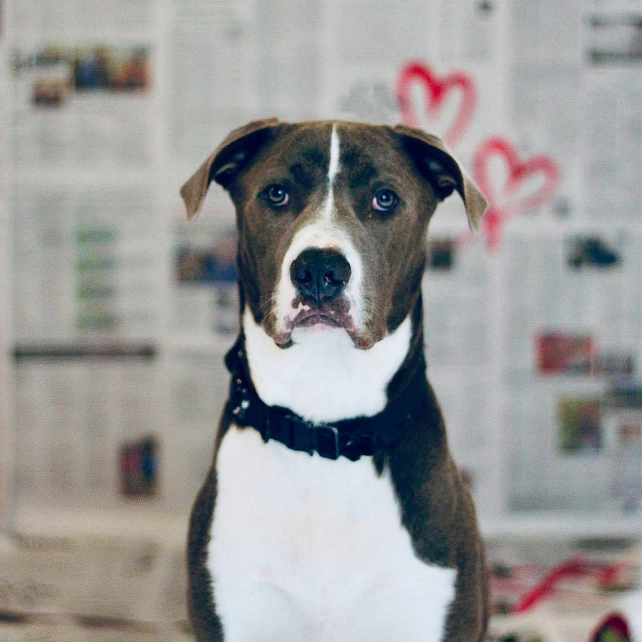 Arlo is registered to the contest to win money with this photo: animal, appenzeller, beagle, bodypart, bostonbull, boxer, bulldog, canine, dog, hound, labradorretriever, mouth, newspaper, person, pet, pitbull, pointer, puppy, snout, text