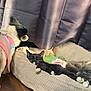 Funshine joined the competition — help win amazing prizes! dog, cat, pet_bed, curtain, indoor, floor, sunlight, black_cat, small_dog, sleeping_cat, furry, animal, resting, cozy, curious, soft_texture, colorful_clothing, wood_floor, relaxed, companion