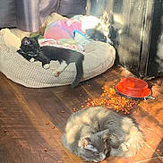 Funshine is registered to the contest to win money with this photo: cat, dog, pet_bed, sleeping, sunlight, wooden_floor, kibble, animal, indoor, cozy, curtains, black_cat, grey_cat, small_dog, pet_clothing, relaxation, shadow, floor, spilled_food, resting