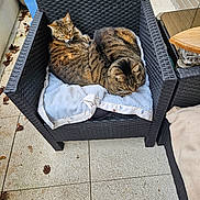 Marvel Et Alicia participe au concours pour gagner de l'argent avec cette photo : cat, tabby_cat, chair, wicker, blanket, outdoor, patio, leaf, tile_floor, cozy, feline, resting, animal, pet, two_cats, brown, striped, cute, relaxing, snuggling