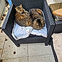 cat, tabby_cat, chair, wicker, blanket, outdoor, patio, leaf, tile_floor, cozy, feline, resting, animal, pet, two_cats, brown, striped, cute, relaxing, snuggling