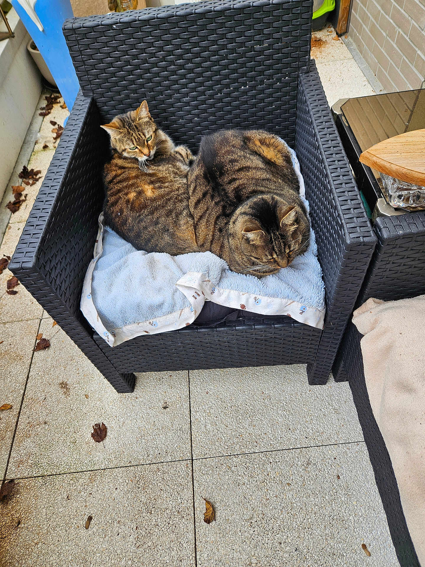 Marvel Et Alicia participe au concours pour gagner de l'argent avec cette photo : cat, tabby_cat, chair, wicker, blanket, outdoor, patio, leaf, tile_floor, cozy, feline, resting, animal, pet, two_cats, brown, striped, cute, relaxing, snuggling