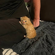 Simba participe au concours pour gagner de l'argent avec cette photo : kitten, cat, orange_cat, baby_cat, person, arm, black_clothing, blanket, soft_texture, indoor, pet, animal, cute, furry, small, resting, curious, cozy, home, companion