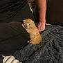 kitten, cat, orange_cat, baby_cat, person, arm, black_clothing, blanket, soft_texture, indoor, pet, animal, cute, furry, small, resting, curious, cozy, home, companion