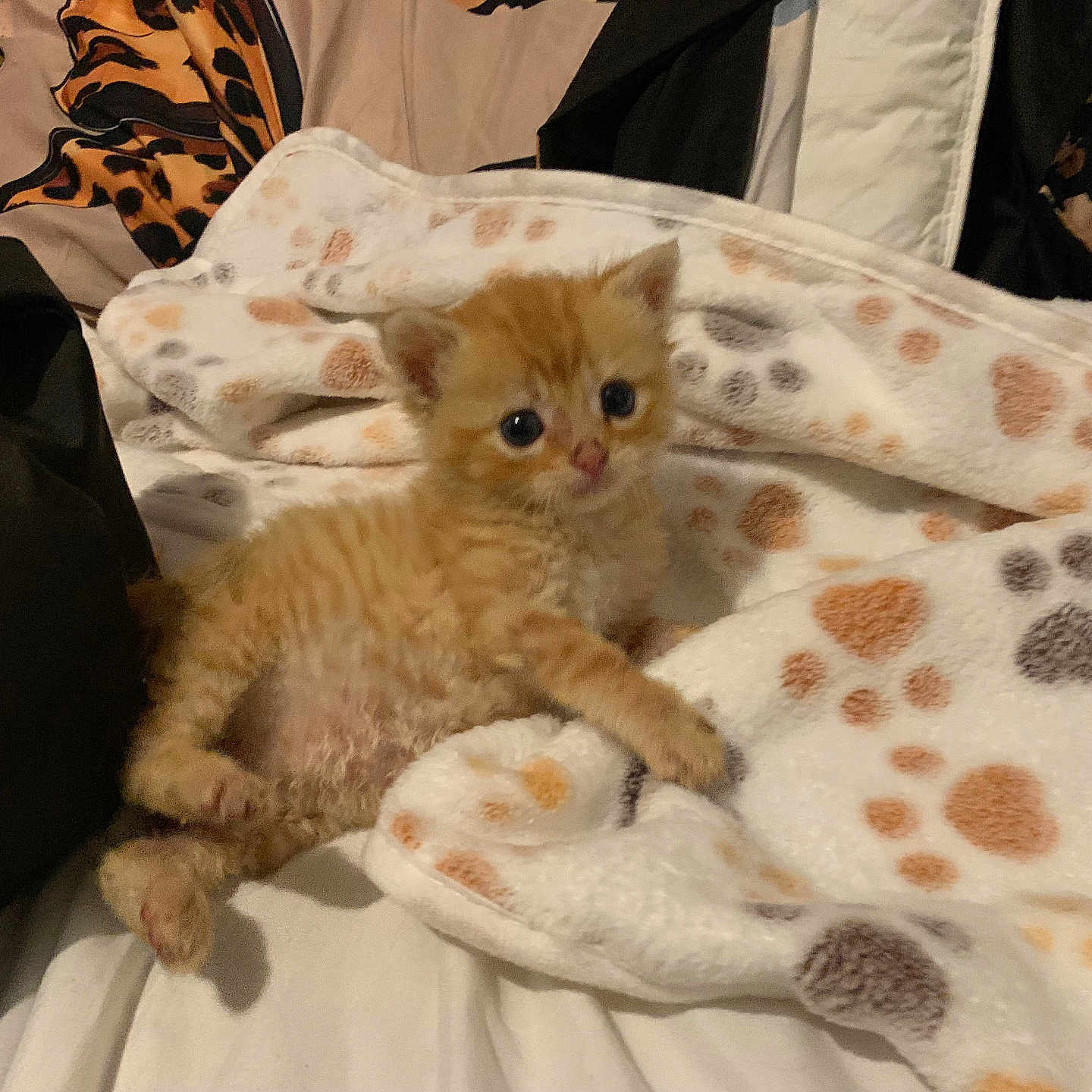 Simba a rejoint le concours — aidez-le/la à gagner de superbes lots ! animal, bed, blanket, comfort, cozy, curious, cute, domestic, feline, fur, indoor, kitten, lying_down, orange_cat, paw_prints, pet, resting, small, soft, young