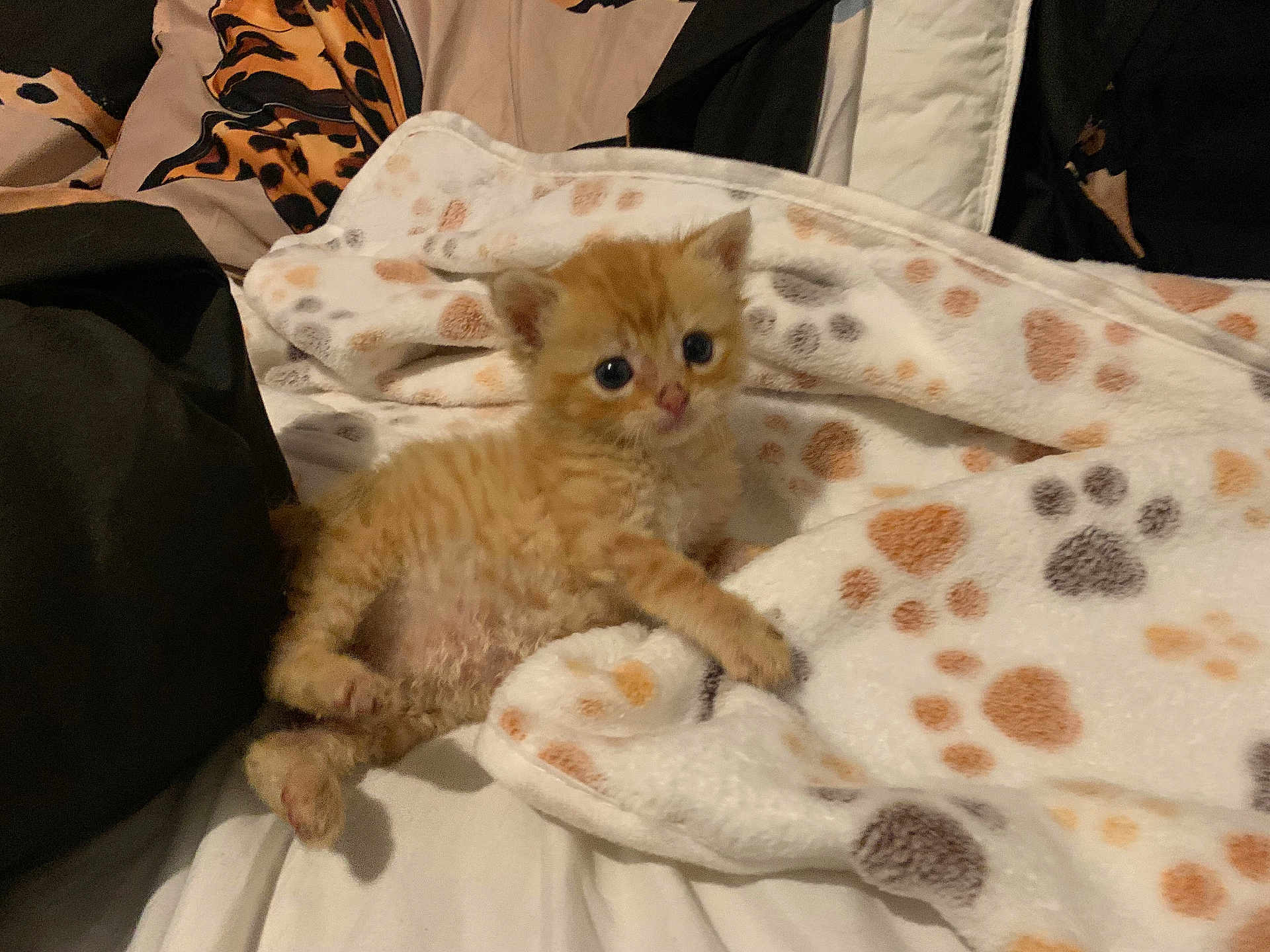 Simba a rejoint le concours — aidez-le/la à gagner de superbes lots ! kitten, orange_cat, blanket, paw_prints, indoor, cute, pet, feline, fur, animal, young, resting, cozy, soft, small, curious, lying_down, domestic, bed, comfort