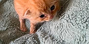 Simba participe au concours pour gagner de l'argent avec cette photo : kitten, cat, orange, furry, small, cute, pet, animal, soft, blanket, textured, cozy, indoor, young, fur, whiskers, sleepy, closeup, adorable, resting