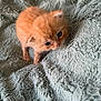 kitten, cat, orange, furry, small, cute, pet, animal, soft, blanket, textured, cozy, indoor, young, fur, whiskers, sleepy, closeup, adorable, resting