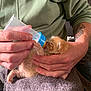 Simba a rejoint le concours — aidez-le/la à gagner de superbes lots ! kitten, baby_bottle, feeding, hands, person, tattoo, hoodie, orange_cat, feline, towel, cute, small, indoor, cozy, nurturing, animal, pet, fur, claws, comfort