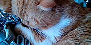 Garfield a rejoint le concours — aidez-le/la à gagner de superbes lots !