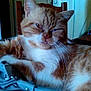 Garfield participe au concours pour gagner de l'argent avec cette photo :